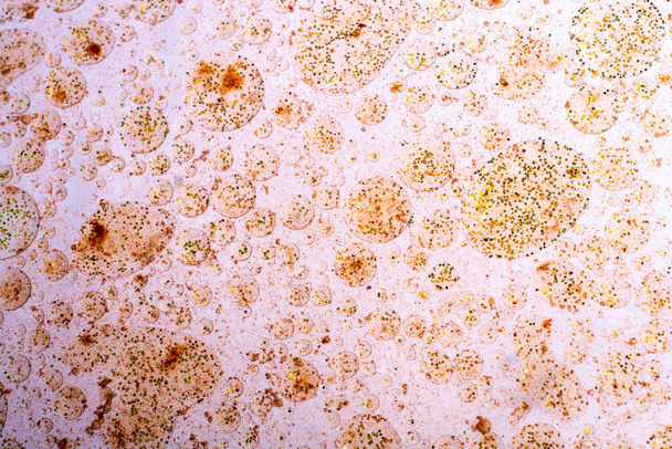 Makroaufnahme von Ölblasen über farbigem Hintergrund - Foto, Bild