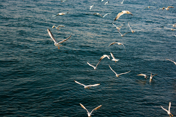 Seagulls as seabirds are on and  over sea water - Valokuva, kuva