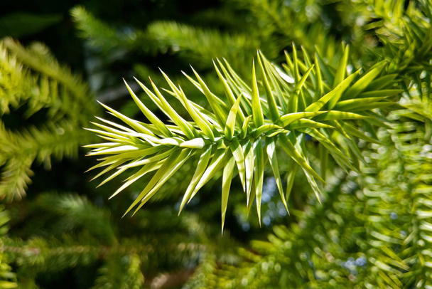 Parana pine. Araucaria angustifolia is a species in the conifer genus Araucaria. - Photo, Image