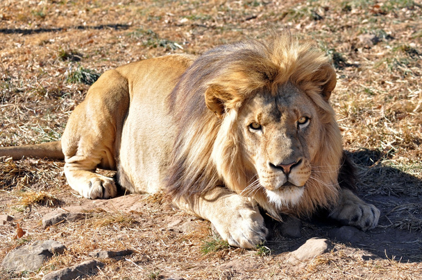 Aslan (Panthera leo) - Fotoğraf, Görsel