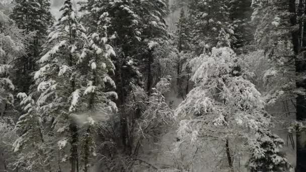 Flying into forest through trees as it snows viewing the winter landscape. - Metraje, vídeo
