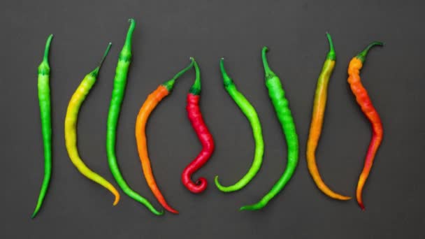 Stop Pohyb barevné chilli papričky izolované na šedém pozadí - Záběry, video