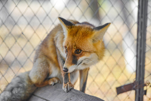 Η κόκκινη αλεπού στο ζωολογικό κήπο σέρνεται γύρω από το κλουβί και κοιτάζει γύρω. - Φωτογραφία, εικόνα