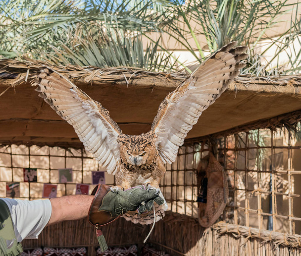 Brown Desert Eagle Owl je druh sovy se super binokulárním viděním a směrovým sluchem - Fotografie, Obrázek