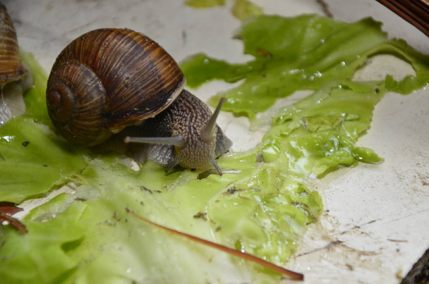 A close up of the snail on moss. - Photo, Image