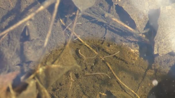 Tubifex es un género cosmopolita de anélidos tubificidos que habita en los sedimentos de lagos, ríos, líneas de alcantarillado. Ver macro insecto acuático en la vida silvestre
  - Metraje, vídeo