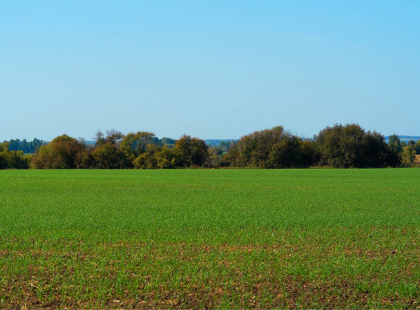 Horizon forest on green field landscape background - Foto, afbeelding