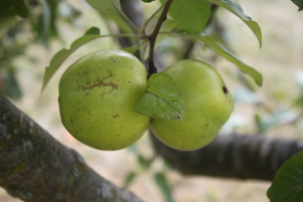 Green apples on a tree branch, background, wallpaper - Foto, Bild