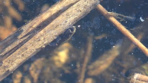 Case-building caddisfly aquatische larven Trichoptera habitats zoals beken, rivieren, meren, vijvers, lente seeps en tijdelijke wateren, lente zwembaden. Bekijk macro insect in het wild - Video