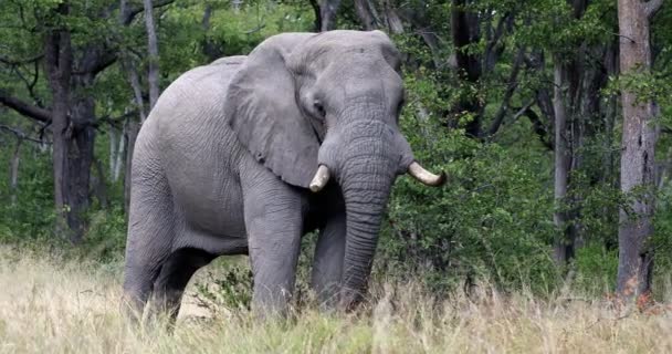 Majestoso Elefante Africano alimentando-se em habitat natural em Moremi reserva de caça, Botswana safari vida selvagem
 - Filmagem, Vídeo