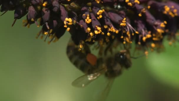 Bee collects nectar from small wildflowers. Violet with little yellow flowers. Paws covered with pollen. View macro insect in wildlife - Záběry, video