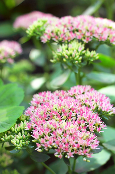 Sedum flowers closeup - Photo, Image