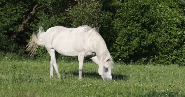 caballo blanco pastando en un prado de hierba de primavera pastoreo en la granja, paisaje rural - Metraje, vídeo