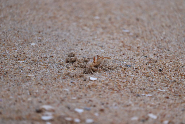 Ghost crab on beach.Crab sand beach close up. Cute crab on sand beach. Sand beach crab looking - 写真・画像