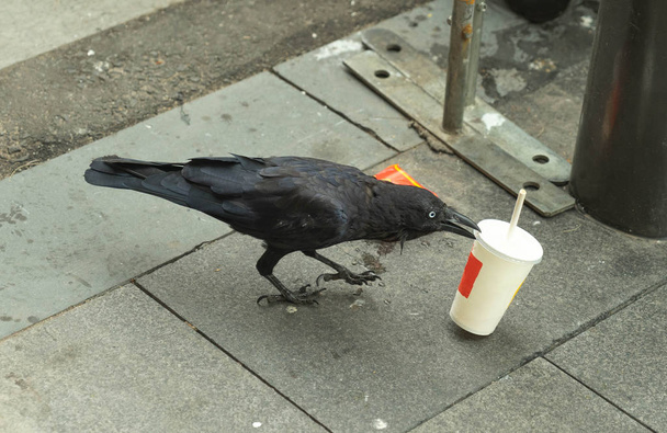 μαύρο κοράκι και κοράκι πουλί τρώει τρόφιμα από σκουπίδια στο πάτωμα σε S - Φωτογραφία, εικόνα