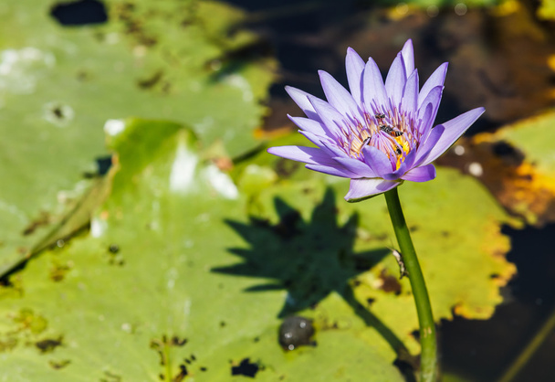 Thai lotus - Fotoğraf, Görsel