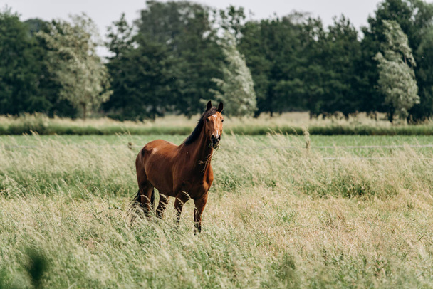 Portrait of a horse in the field in the long grass. Horse grazing in the long grass. - Zdjęcie, obraz