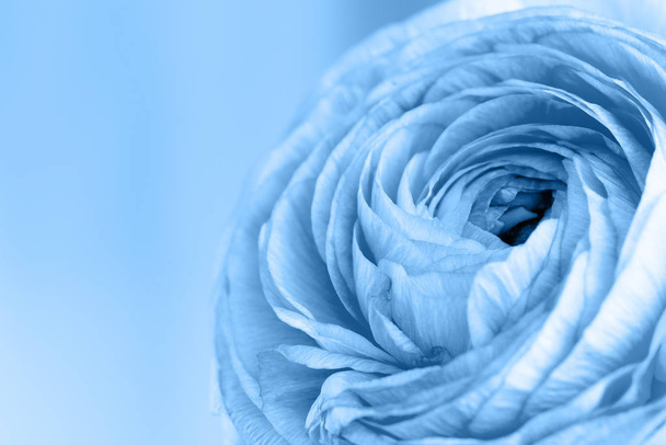 Flor de ranúnculo azul sobre fondo azul. El lugar para el texto. Clásico color azul del año 2020. De cerca. Vista frontal
.  - Foto, imagen