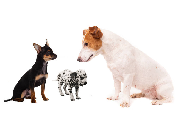 Grupo de perros. Primer plano de cachorros, aislados en blanco
 - Foto, imagen