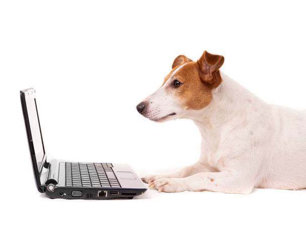 jack russell dog using a computer and browsing the internet - Photo, image