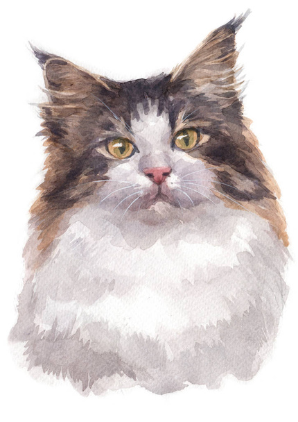 Water colour painting of Norwegian Forest Cat 022 - Photo, Image
