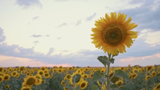 Zonnebloemenveld bij zonsondergang. Bloeiende zonnebloemen. Biologisch product. Een rijke oogst. Landbouwbedrijf. - Video