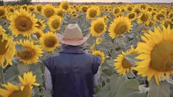 A senior farmer photographs sunflowers and sunflower seeds on a tablet for analysis.  Businessman with tablet analyzes the harvest of sunflower. Modern technologies in the agricultural business. - Footage, Video