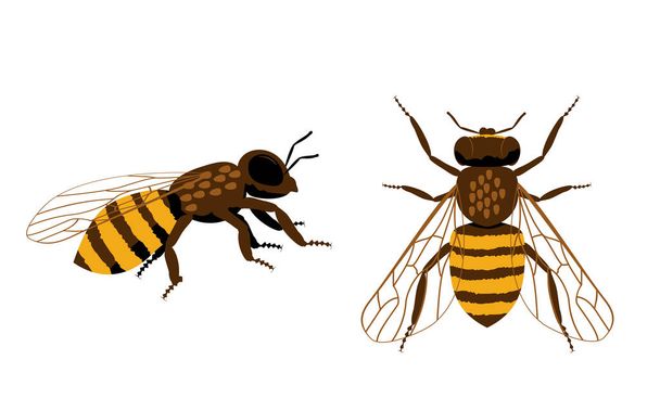 Honey Bee flat set. Wildlife simpel bord. Insect pictogram symbool. - Vector, afbeelding