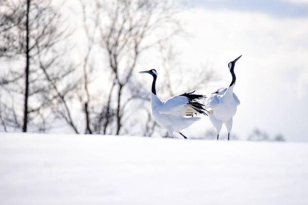 釧路市冬の雪の丘にある日本の赤い冠鶴 - 写真・画像