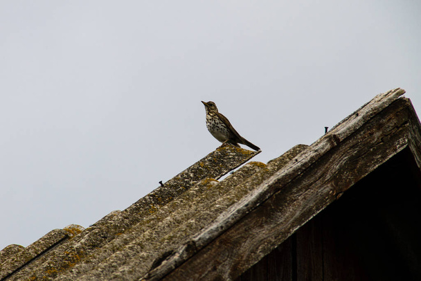 Avrupa Cuckoo (Cuculus canorus) çatıda - Fotoğraf, Görsel