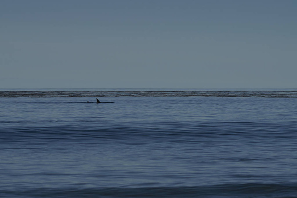 Φάλαινα δολοφόνος (Orcinus orca) θήρα ελεφάντων φώκιες στα ανοικτά των ακτών της Νήσου των Λιονταριών στις Νήσους Φώκλαντ. - Φωτογραφία, εικόνα