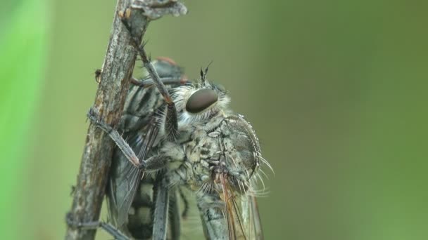 Asilidae, mouches assassines. Voleur poilu mouche avec mouche commune dans sa bouche. Assis sur la feuille verte et suce le jus de mouche. Voir macro insecte dans la faune - Séquence, vidéo