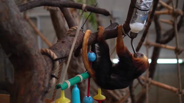 Altın başlı aslan tamarin maymunu hayvanat bahçesindeki özel mataradan su içiyor. - Video, Çekim