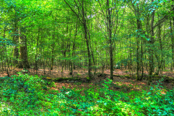 Beautiful view into a green forest on a sunny day - Photo, image