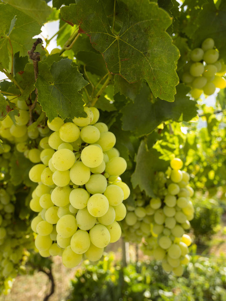 Grona białych winogron dojrzewają pod łagodnym letnim słońcem na greckiej wyspie Evia - Zdjęcie, obraz