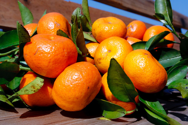 Frutas naranjas y hojas verdes
 - Foto, imagen
