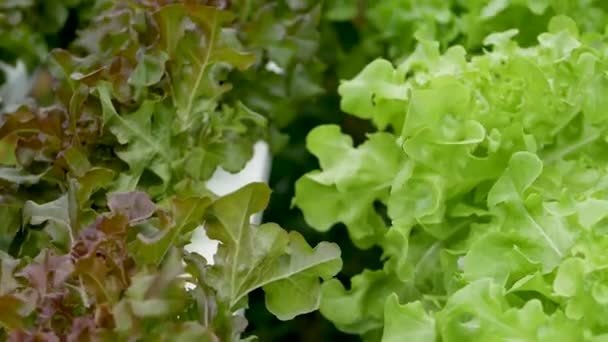 現代の生態系の水耕栽培、庭のベッドで成長している新鮮なジューシーな植物の列。健康の概念,ビタミンが豊富な環境に優しいバランスの取れた食事.農業技術、緑の革新へ. - 映像、動画