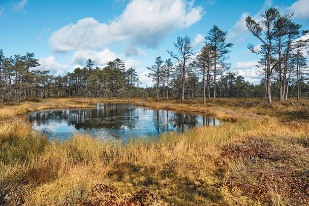 Viru bataklığı, Lahemaa Ulusal Parkı, Estonya - Fotoğraf, Görsel