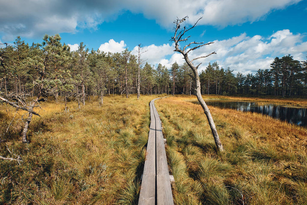 Viru bataklığı, Lahemaa Ulusal Parkı, Estonya - Fotoğraf, Görsel