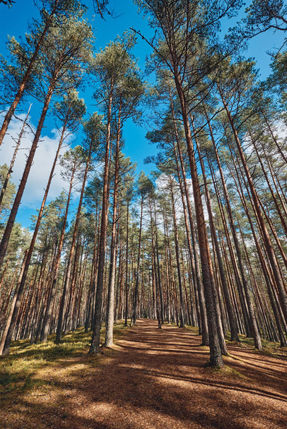 The Tall Pine Tree Forest - Фото, зображення