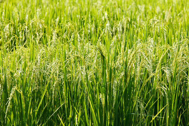 зеленый рис в поле
. - Фото, изображение