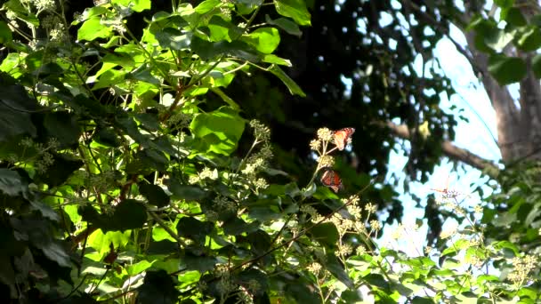 Monarch butterflies as seen from the monarch butterfly trail in the Natural Bridges State Beach Sanctuary in Santa Cruz, California, USA - Footage, Video