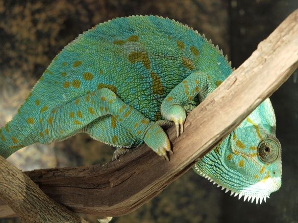 Green chameleon - Foto, Imagen