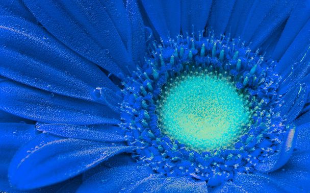 Classic sininen äänisen gerbera alla ilmakuplia lähikuva
 - Valokuva, kuva