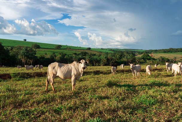 Cattle loose in the pasture - Foto, imagen