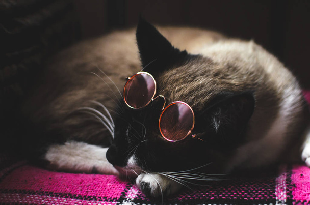 Pembe gözlüklü şık kedi evde ekoseyle uyuyor. - Fotoğraf, Görsel