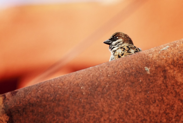 Çatıda bir kuş gözlemciliği. - Fotoğraf, Görsel