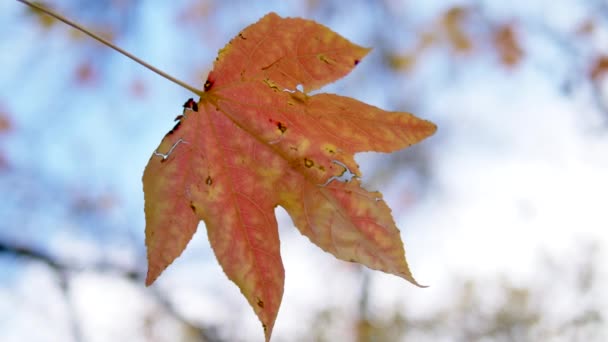 detailní záběr. javorový podzimní list na pozadí rozmazaného listí a oblohy - Záběry, video