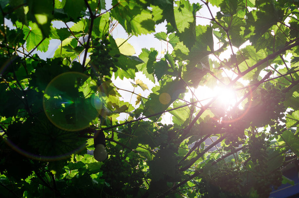 Οι ακτίνες του ήλιου διαπερνούν το πράσινο φύλλωμα των σταφυλιών σε μια ηλιόλουστη καλοκαιρινή μέρα. Έξω. Κάτω όψη - Φωτογραφία, εικόνα