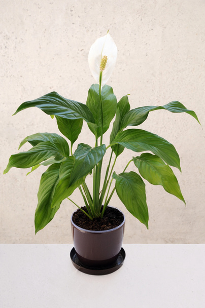 Spathiphyllum flower with a blooming bud in pot in studio on a white background. - Photo, Image
